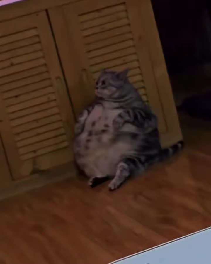 Очень толстенький котик