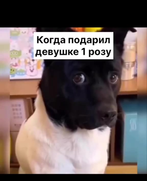 Когда подарил девушке 1 розу