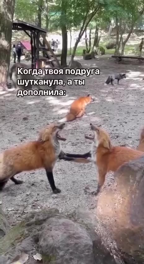 Послушай как разговаривают лисы 🦊
