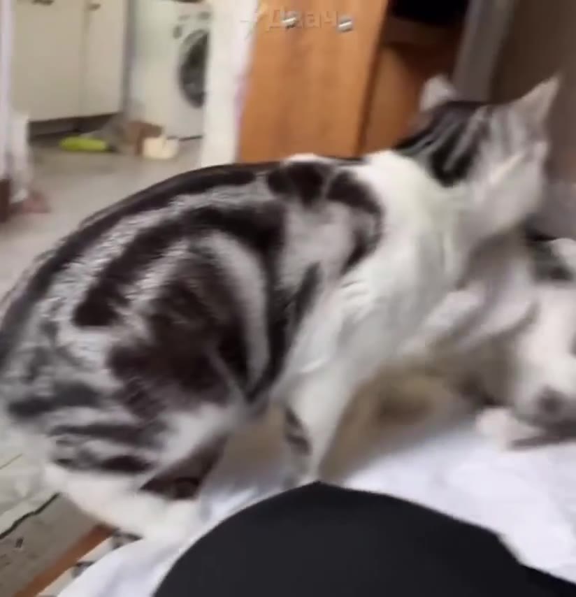 Кошка выбрасывает своего котенка в мусорное ведро