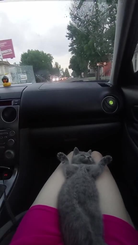 Котик понял, как нужно путешествовать с максимальным комфортом
